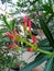 Beautiful Oleander buds