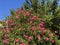 Beautiful Oleander bush in Altea Spain