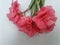 Beautiful Oleander flower pink
