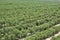 Beautiful olive groves of Ica Peru, Olive field Traditional plantation on sunny days Natural irrigation olive industry