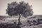 Beautiful Olive Tree on the Hills of Agrigento