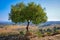 Beautiful Olive Tree on the Hills of Agrigento