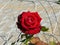 beautiful one red rose