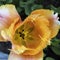 Beautiful one tulips, top view. tulip garden close up