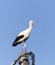 Beautiful one white storks on a background of blue sky.