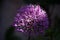 Beautiful onion flower close up. inflorescence umbel ball