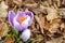 Beautiful open crocus in the mountains in spring