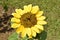 Beautiful open sunflower