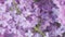 Beautiful open violet lilac flower spring design closeup. Blooming lilac bush. Pan.