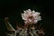 Beautiful opening pink Echinopsis subdenudata cactus flower on black background.