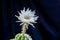 Beautiful opening pink Echinopsis subdenudata cactus flower on black background.