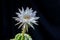 Beautiful opening pink Echinopsis subdenudata cactus flower on black background.