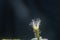 Beautiful opening pink Echinopsis subdenudata cactus flower on black background.