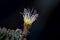 Beautiful opening pink Echinopsis subdenudata cactus flower on black background.