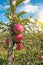 Beautiful optimistic landscape with apples in the apple garden