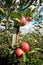 Beautiful optimistic landscape with apples in the apple garden