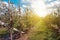 Beautiful optimistic landscape with apples in the apple garden i