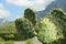 Beautiful Opuntia cactus growing near mountains, closeup