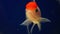 Beautiful Orand goldfish yellow with red head