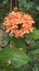 beautiful orange Ashoka flower petals in front of the house