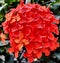 beautiful orange asoka flowers in the garden