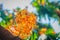 Beautiful orange asoka tree flowers (Saraca indica) on tree with green leaves background. Saraca indica, alsoknown as asoka-tree,