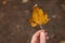 Beautiful orange autumn leaf, in the hand of the girl