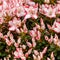 Beautiful orange azalea flowers