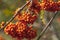 Beautiful orange berries on the bushes of the fire thorn (Pyracantha) on the island of Vlieland