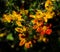 Beautiful orange bidens campfire flowers in a spring season at a botanical garden.