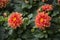 Beautiful orange blooming dahlia, green background