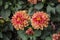 Beautiful orange blooming dahlias, green natural background