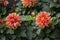 Beautiful orange blooming dahlias, green natural background