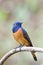 Beautiful orange and blue bird perching on curved branch over romantical background in nature, male blue-fronted redstart