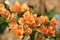 Beautiful orange bougainvillea blooming, Bright orange bougainvillea flowers as a floral background, Close-up orange flowers,