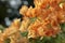 Beautiful orange bougainvillea flowers