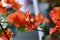 Beautiful Orange Bougenvillea Flowers