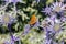 Beautiful Orange Butterfly and Bees over Eryngium Alpinum, the alpine sea holly, alpine eryngo or queen of the Alps an herbaceous