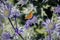 Beautiful Orange Butterfly and Bees over Eryngium Alpinum, the alpine sea holly, alpine eryngo or queen of the Alps an herbaceous