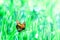 Beautiful orange butterfly on the green tender grass with dew drops. Summer fresh background.