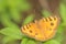 Beautiful Orange Butterfly II