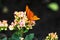 Beautiful orange butterfly pollinating small pink and yellow flo