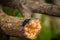 A beautiful orange butterfly sitting on a green leaf in a summer forestA beautiful closeup of a dark blue beetle on a tree trunk i