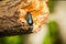 A beautiful orange butterfly sitting on a green leaf in a summer forestA beautiful closeup of a dark blue beetle on a tree trunk i