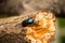 A beautiful orange butterfly sitting on a green leaf in a summer forestA beautiful closeup of a dark blue beetle on a tree trunk i