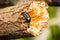 A beautiful orange butterfly sitting on a green leaf in a summer forestA beautiful closeup of a dark blue beetle on a tree trunk i