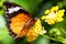 Beautiful orange butterfly on a yellow flower