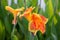 Beautiful orange canna lily