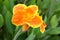 Beautiful orange canna lily