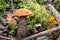 Beautiful orange-cap boletus in a moss in a pine forest